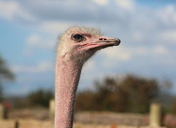 kenya/nairobi/landmark/maasai-ostrich-farm