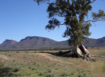 australia/flinders-ranges/landmark/cazneaux-tree