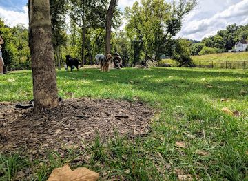 west-virginia/wheeling/landmark/fitzsimmons-family-dog-park