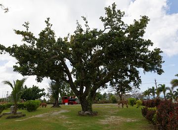 northern-mariana-islands/saipan/garapan/landmark/sugar-train