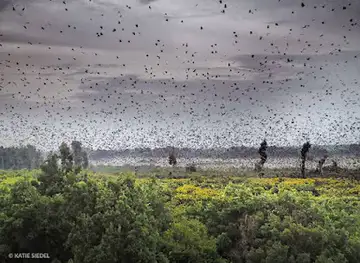 Kasanka National Park