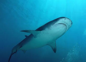 maldives/gnaviyani-atoll/landmark/scuba-shark-fuvahmulah