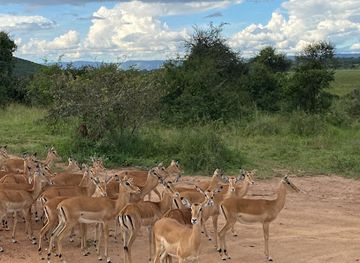 rwanda/akagera-national-park/landmark/universal-ventures-gorilla-trekking-rwanda-wildlife-safari-rwanda-visit-rwanda