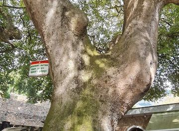 albania/kolonja/landmark/rrapi-i-libohoves