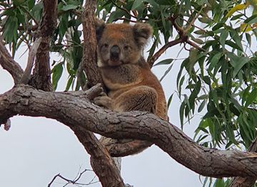 australia/eyre-peninsula/landmark/mikkira-station-koala-sanctuary