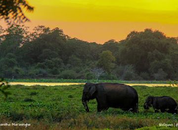 sri-lanka/udawalawe-national-park/landmark/wilpattu-national-park