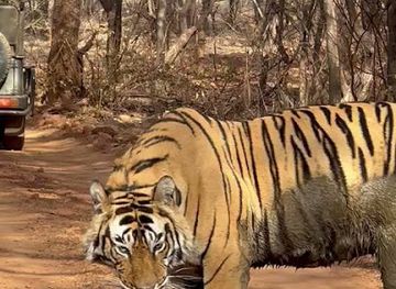 india/ranthambore/landmark/ranthambhore-tiger-reserve