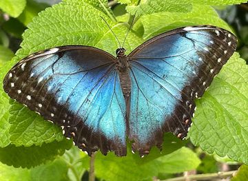 panama/el-valle-de-anton/landmark/butterfly-haven