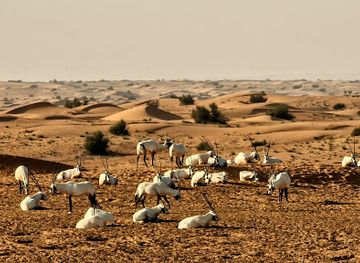 united-arab-emirates/dubai-desert-conservation-reserve/landmark/platinum-heritage-desert-gate
