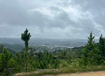 puerto-rico/sierra-de-cayey/landmark/bosque-de-pinos