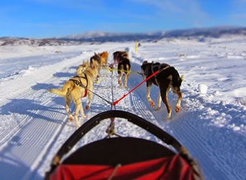 colorado/steamboat-springs/landmark/grizzle-t-dog-sled-works