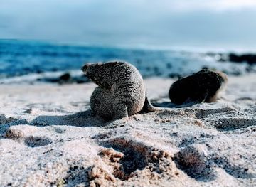 ecuador/puerto-ayora/landmark/shark-bay-dive-center