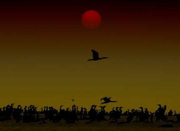 bahrain/hawar-islands/landmark/rubud-al-gharbiyah