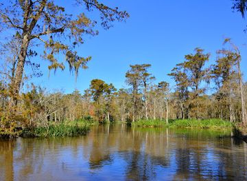 louisiana/honey-island-swamp/landmark/maurepas-swamp-wildlife-management-area