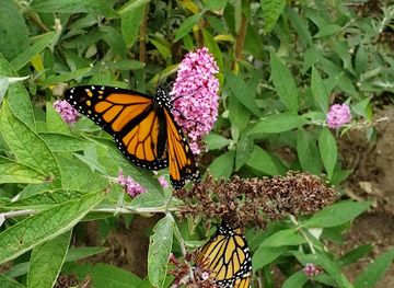 california/ventura-county/landmark/pleasant-valley-historic-cemetery-and-monarch-overwintering-site
