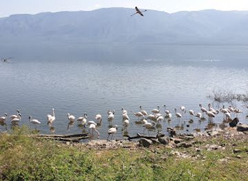 kenya/lake-bogoria/landmark/lake-bogoria-hot-springs
