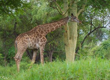 malawi/majete-wildlife-reserve/landmark/nyala-park