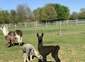 pennsylvania/amish-country/landmark/spooky-nook-llama-alpaca-farm-llc