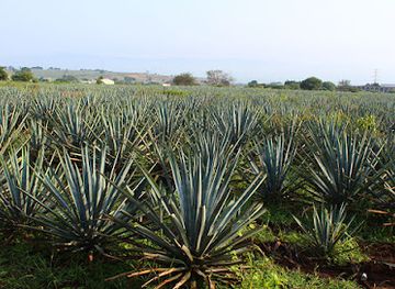 mexico/tequila-valley/landmark/mexico-tequila-tours