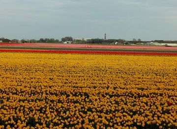 netherlands/bollenstreek/landmark/viewpoint-burgzicht