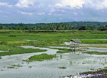 philippines/bangsamoro-autonomous-region-in-muslim-mindanao-barmm/landmark/liguasan-marsh