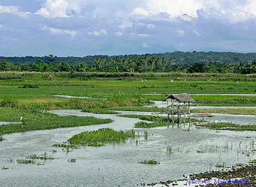 Liguasan Marsh