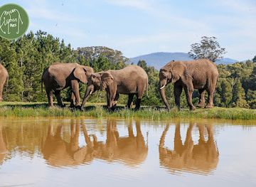 south-africa/garden-route/landmark/knysna-elephant-park