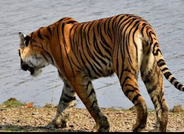 india/ranthambore/landmark/ranthambore-safari-booking