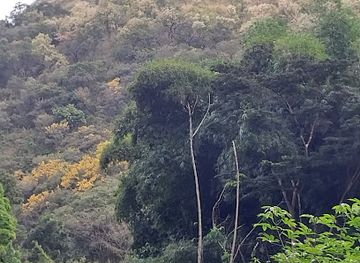 ghana/wli-nature-reserve/landmark/tafi-atome-monkey-sanctuary-and-cultural-village