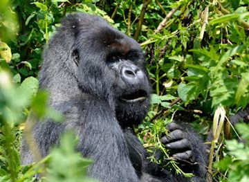 uganda/bukedi/landmark/go-gorilla-trekking