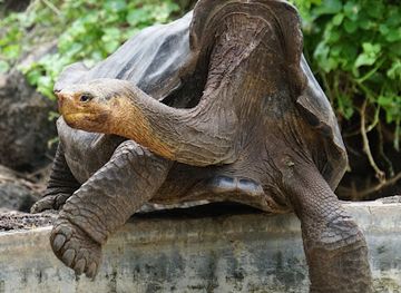 ecuador/galapagos-islands/landmark/rancho-el-manzanillo