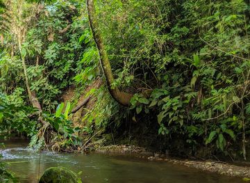 costa-rica/la-fortuna-waterfall/landmark/sloth-s-territory