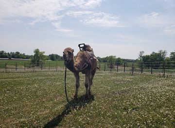 minnesota/otter-tail-lakes-country/landmark/trowbridge-creek-zoo