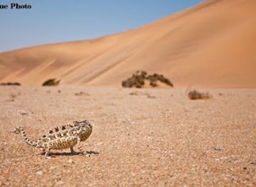 namibia/namib-desert/landmark/the-naturalist-collection-t-a-batis-birding-safaris