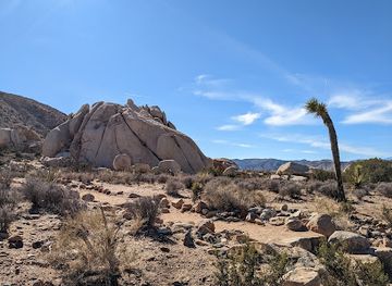 california/joshua-tree-national-park/landmark/oasis-of-mara-nature-trail-trailhead