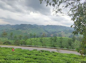rwanda/ruhengeri/landmark/pfunda-tea-company