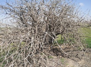 turkmenistan/mary-region/landmark/badhyz-state-nature-reserve