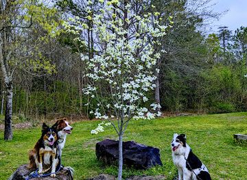 tennessee/northern-middle-tennessee/landmark/historic-fort-morrow-fort-marr