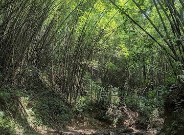 bangladesh/ratargul-swamp-forest/landmark/hum-hum-waterfall-rajkandi-reserve-forest