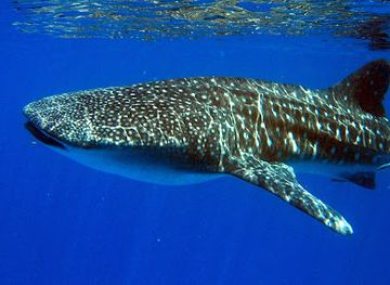 madagascar/betsiboka/landmark/tropical-diving