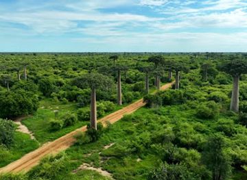madagascar/tsingy-de-bemaraha-national-park/landmark/avenue-of-the-baobabs
