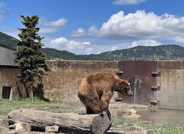 montana/the-little-belt-mountains/landmark/montana-grizzly-encounter