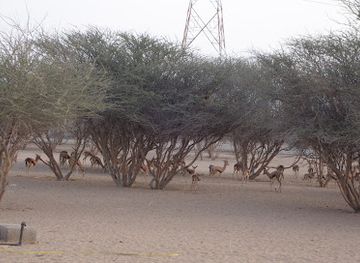 oman/wahiba-sands/landmark/al-saleel-national-park