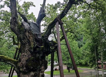 lithuania/suvalkija/landmark/stelmuzes-azuolas