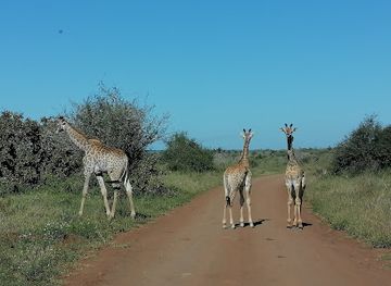 south-africa/kruger-national-park/landmark/kruger-africa-safaris-in-kruger-national-park