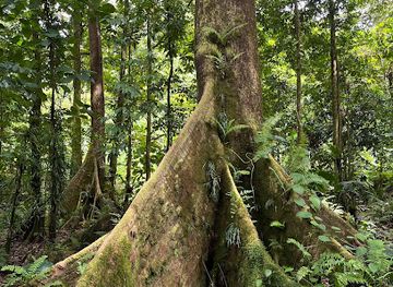 micronesia/kosrae/landmark/yela-ka-forest