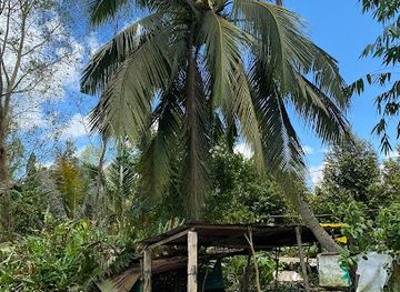 vietnam/can-tho/landmark/linh-mekong-tour-can-tho