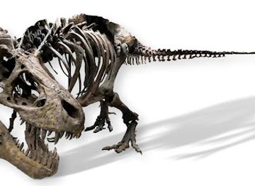 tennessee/highland-rim/landmark/earth-experience-middle-tennessee-museum-of-natural-history