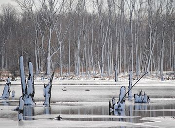 indiana/indiana-dunes-national-park/landmark/indiana-dunes-national-park-great-marsh-trail