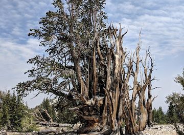 california/south-coast/landmark/patriarch-grove